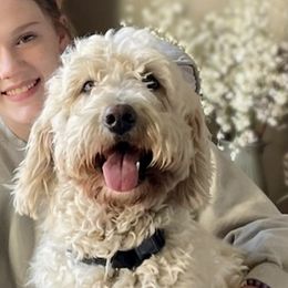 Bella - Goldendoodle