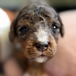 Cappuccino - Merle male Bernedoodle puppy in Toledo, Ohio from Avery Doodle Day LLC