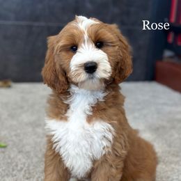 Rose - Red  female Goldendoodle puppy in Milford, Indiana from Railway Acres Kennel