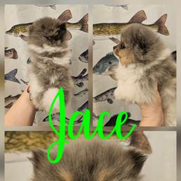 Jace - Tri-colored male Pomeranian puppy in Indianola, Iowa from Argetsinger Poms