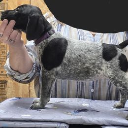 Female 5 - Purple - Black roan female German Shorthaired Pointer puppy in Philomath, Oregon from Calvert Kennels