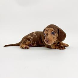 Latte - Dapple female Dachshund puppy in Waddell, Arizona from Neu Doxies