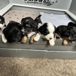 Golden Aussiedoodle and Goldendoodle Puppies from Wild Rose Tiny Poodles & Doodles