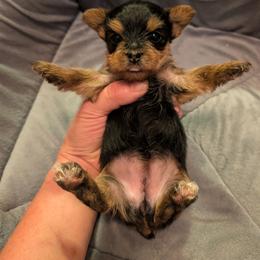 Sasha - Black and gold female Yorkshire Terrier puppy in East Alton, Illinois from Yorkies of the Shire