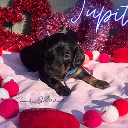 Dachshund Puppies from Camacho_Dachshunds
