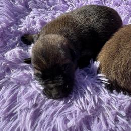 Girl - cuddly and growing fast - Black sable female Belgian Malinois puppy in Dallas, Texas from RoyalHaus Malinois