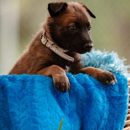 Belgian Malinois Puppies from Blue Shield Malinois