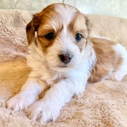 Graham - Fawn sable male Havapoo puppy in Roseburg, Oregon from Sharon’s Sheepadoodle’s
