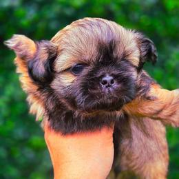 O'Malley - Gold male Shih Tzu puppy in Richmond, Texas from Aleka Shih Tzu