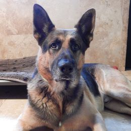 German Shepherd All Grown Up from The Lord's Shepherds