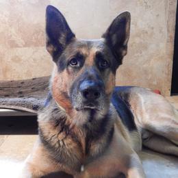 German Shepherd All Grown Up from The Lord's Shepherds