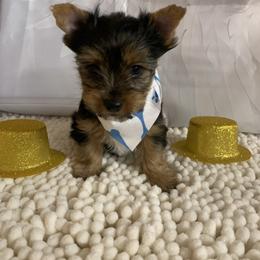 Boy blue 1100 - Black and tan male Yorkshire Terrier puppy in Douglas, Georgia from Southern Georgia Yorkies and biewers