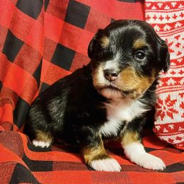 Toy Australian Shepherds from Mountain Creek Aussies