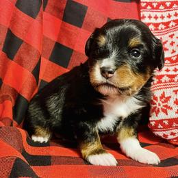 Toy Australian Shepherds from Mountain Creek Aussies