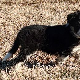 Border Collie Puppies from Bond Border Collies