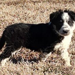 Border Collie Puppies from Bond Border Collies