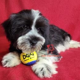 Boy 2 - male Miniature Schnauzer puppy in Fairhope, Alabama from Puppy Sugars Kennels