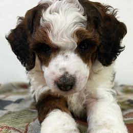 Maple - Parti female Poodle puppy in Nixa, Missouri from Foxtrot Farm Poodles