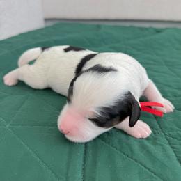 Prongs - Tri-color male Bernedoodle puppy in Apache Junction, Arizona from Coffey House Doodles