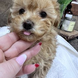 Maltipoo Puppies from Jessica's Maltipoos