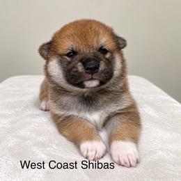 Dante - Red male Shiba Inu puppy in Portland, Oregon from West Coast Shibas