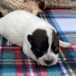 Queen Boy 1 - Blue speckled male Australian Cattle Dog puppy in Monroe, Louisiana from The Sweet Kennels