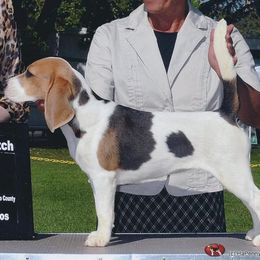 Beagle All Grown Up from HA-Penny Beagles