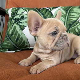 Cider - Fawn female French Bulldog puppy in Clermont, Florida from Nala’s Nest