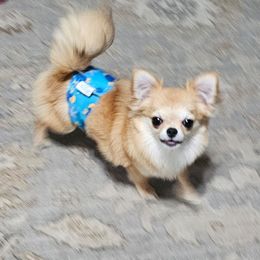 Shortie - Chihuahua