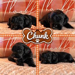 Chunk - Black male Cavapoo puppy in Mayo, Florida from Kingston’s Cavaliers