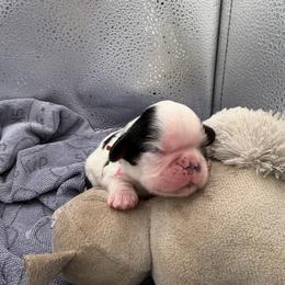 Micheal - Black white and tan male English Toy Spaniel puppy in Pennsylvania from Enchanting Charlies