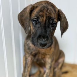 Aaron - Brindle male Great Dane puppy in Hutchinson, Kansas from Dappled Danes
