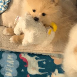 Pomeranian Puppies from Yates Pomeranians