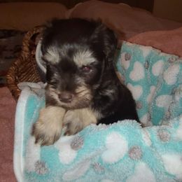 Bailey - Liver female Miniature Schnauzer puppy in Graham, Washington from Kristy's French Bulldogs & Mini Schnauzers