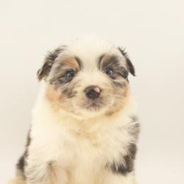 Lucky - Blue merle male Australian Shepherd puppy in Placerville, California from BFF Aussies
