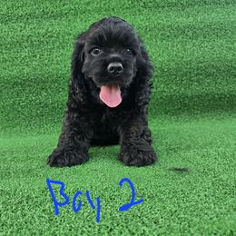 Boy 2 - Black male Cocker Spaniel puppy in Corcoran, California from Sweet Heart Cockers
