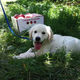 Golden Retriever Puppies from Wonder Goldens
