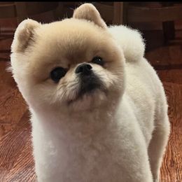Harmony - Pomeranian