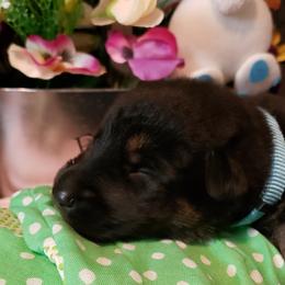 German Shepherd Puppies from Froschwald Kennels
