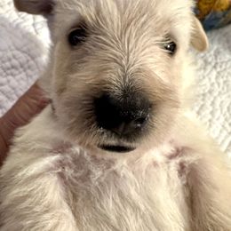 Lowell - Wheaten male Scottish Terrier puppy in Crossville, Tennessee from Cavern Kennels