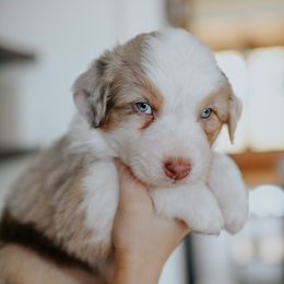 Australian Shepherd Puppies from Sky to Haven Aussies