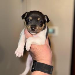 Misty Pup C - White black and tan male Toy Fox Terrier puppy in Clermont, Florida from Debbie Hiles's Toy Fox Terriers
