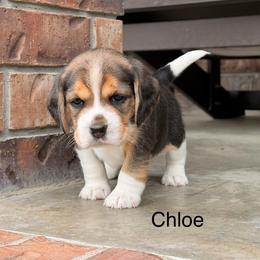 Chloe - Black tan and white female Beagle puppy in Mansfield, Missouri from Rippee Creek Kennel