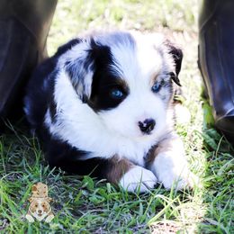 Miniature Australian Shepherd Puppies from Wigglebutts Unlimited