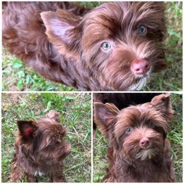 Sam - Chocolate and tan male Yorkshire Terrier puppy in Cleveland, Tennessee from Small Paws