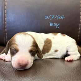 AKC Boy 2 - Red male Dachshund puppy in Joshua Tree, California from Desert Dreams Ranch