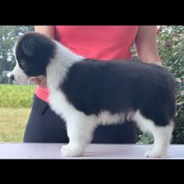 Scout - Black male Border Collie puppy in Dunn, North Carolina from Coylety Border Collies