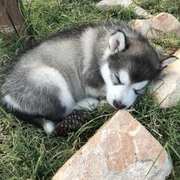 Alaskan Malamute Puppies from Ghost Dance Alaskan Malamutes
