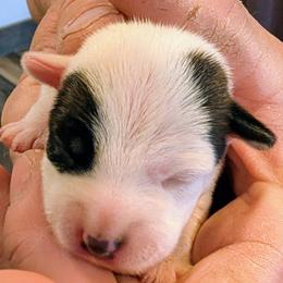 Divine - Tri-colored female Parson Russell Terrier puppy in Whitehall, Montana from Montana Jacks