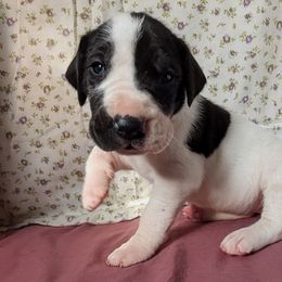 Bianca - Black and white female Great Dane puppy in Bay City, Michigan from Monarch Danes